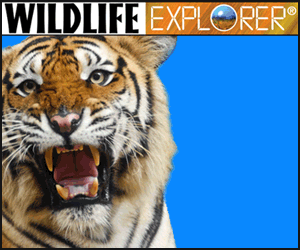 WILDLIFE EXPLORER – Discovery and Learning for Kids